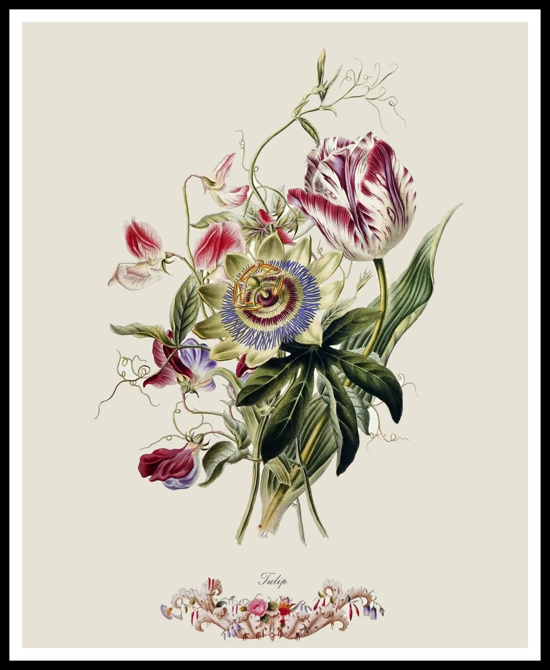 PTR JA08 Tulip (Antique Prints)